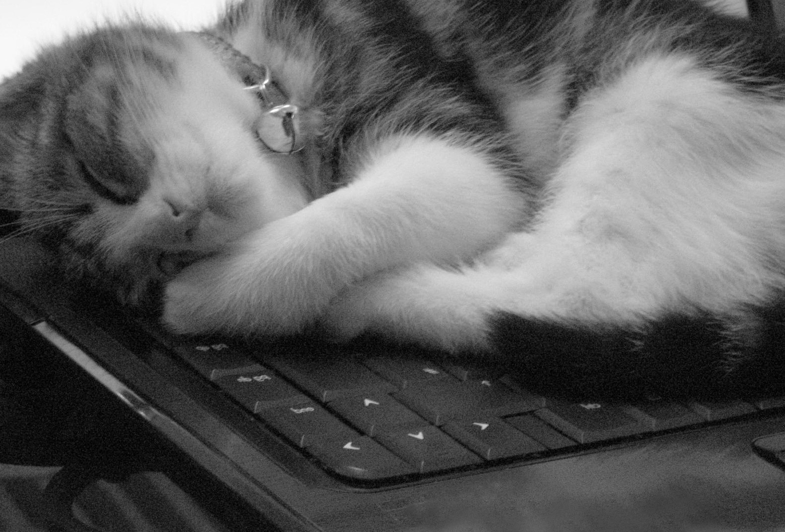 Спящий на клавиатуре котенок