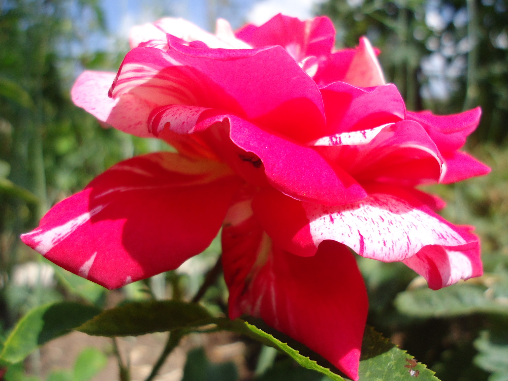 Роз флорибунда Фламинго