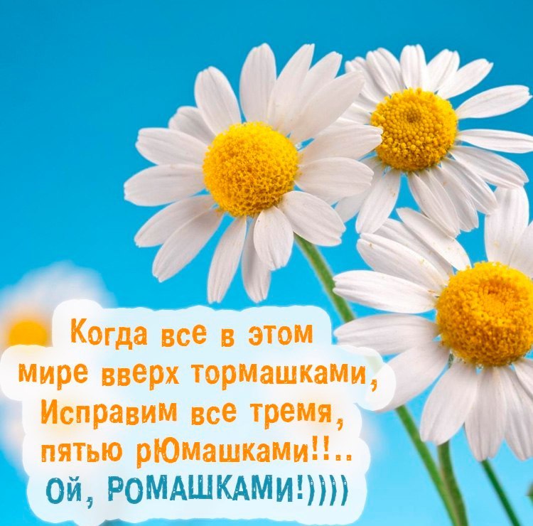 Картинка с ромашками с надписью
