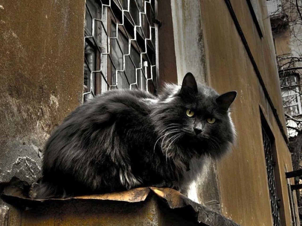 Черный кот на улице