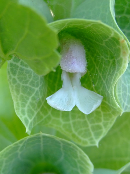 Молюцелла гладкая
Moluccella laevis 
Семейство: Яснотковые / Губоцветные (Lamiaceae / Labiatae)
Происхождение: Восточное Средиземноморье 

