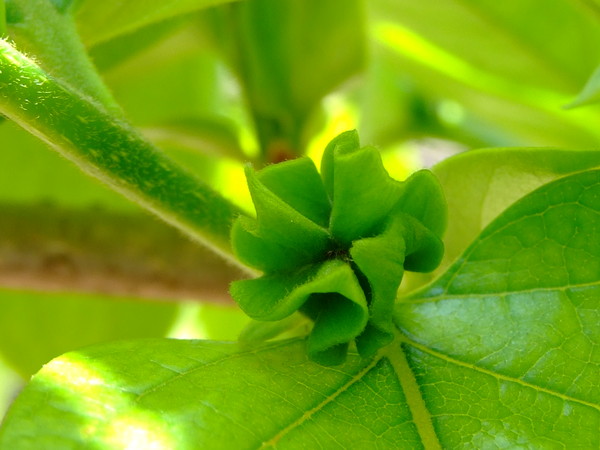 Хурма восточная, Персимон, Хурма
Diospyros kaki
Семейство: Эбеновые (Ebenaceae)
Происхождение: Азия (Китай)

Родовое название культуры "диоспирос" переводится с латыни как "пища богов 

Из  Китая персимон распространился в Восточной Азии, затем начал выращиваться в Японии. И только в конце XIX века о хурме узнал весь мир

 Пищевых волокон в хурме в два раза больше, чем в яблоках, а, кроме того, она содержит больше натрия, калия, магния, кальция, марганца и железа. Хурма – замечательное природное средство для подержания здоровья сердечно-сосудистой системы. Для профилактики атеросклероза достаточно ежедневно съедать 100 грамм плодов.
Удивительное дерево известно не только ягодами (хурма – это ягода), но и своей древесиной! Именно его во всем мире называют  «Черным деревом»
