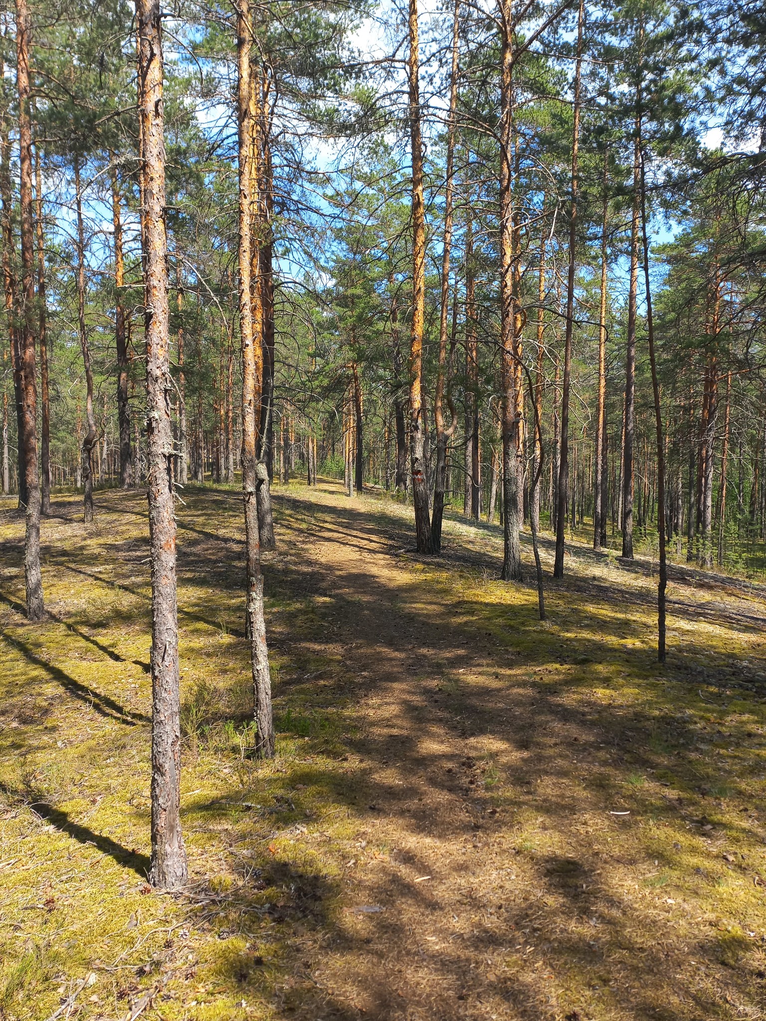 Лесные Дали Фото